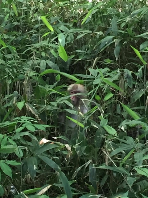 Not quite hidden: Macaque monkeys 