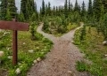 At the crossroads – time to take a different path towards policies supporting wellbeing. Photo by James Wheeler on Pexels